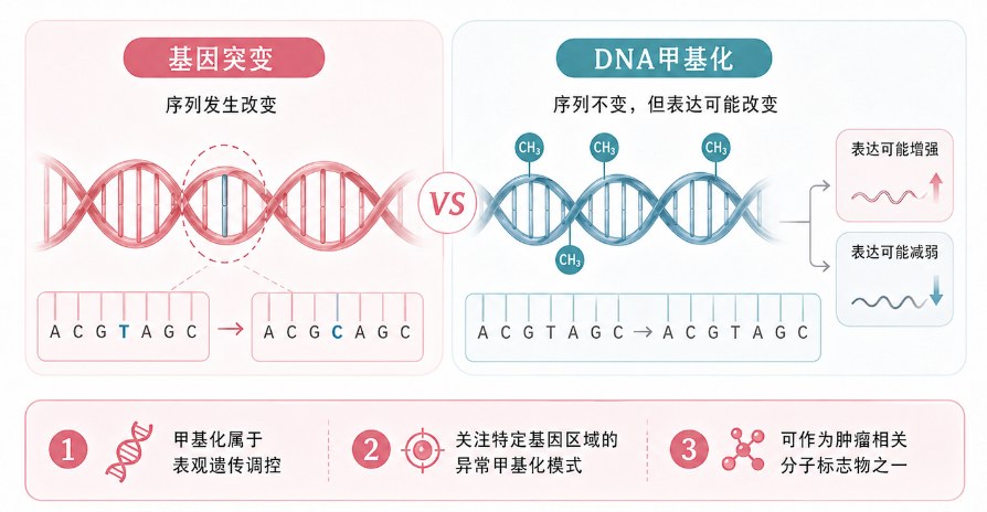 DNA甲基化原理及其在子宫内膜癌风险评估中的应用