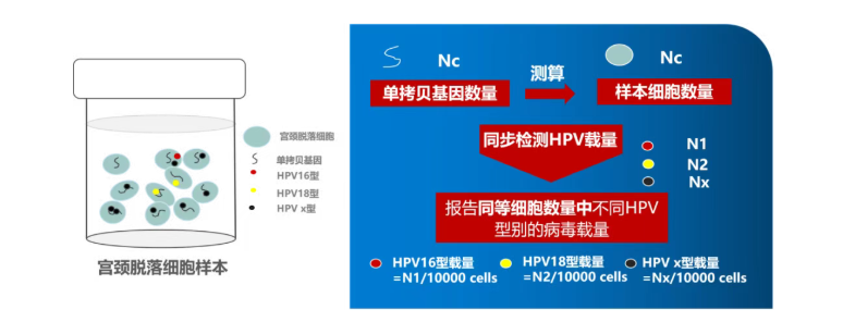 单拷贝基因