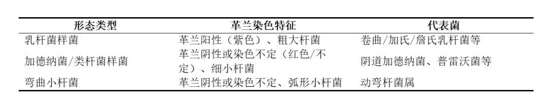 Nugent评分中乳杆菌、加德纳菌/类杆菌样菌及弯曲小杆菌形态特征