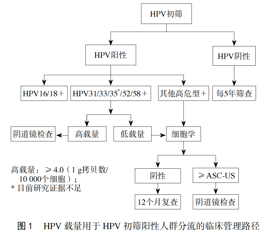 HPV 载量用于HPV初筛阳性人群分流的临床管理路径