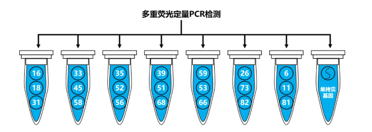 HPV分型