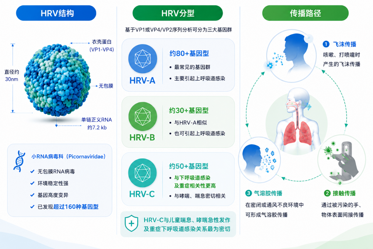 鼻病毒属于小RNA病毒科,为单股正链RNA病毒,是最常见的上呼吸道感染病原之一